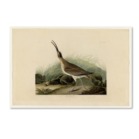 Audubon 'Great Esquimaux Curlewplate 237' Canvas Art,30x47